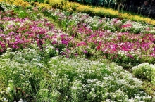 giardini ayurvedici